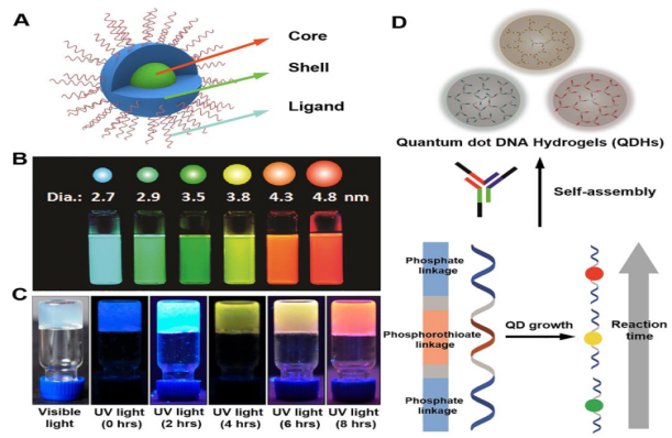 多种荧光基团制备多色荧光聚合物水凝胶