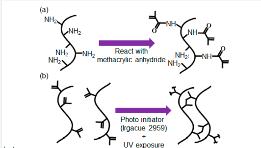 试剂家新服务：光固化水凝胶Gelma/HAMA；光固化水凝胶微球/纳米凝胶