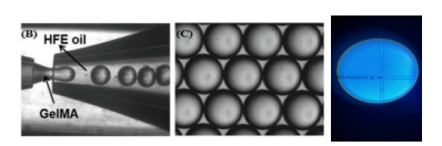 试剂家新服务：光固化水凝胶Gelma/HAMA；光固化水凝胶微球/纳米凝胶