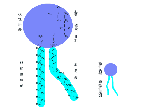 DSPE-SE-SE-PEG-COOH，靶向磷脂聚乙二醇化羧酸carboxyl，双硒键