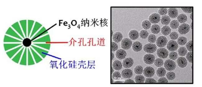 Mesoporoussilica coating ，介孔二氧化硅包裹磁性Fe3O4纳米粒 
