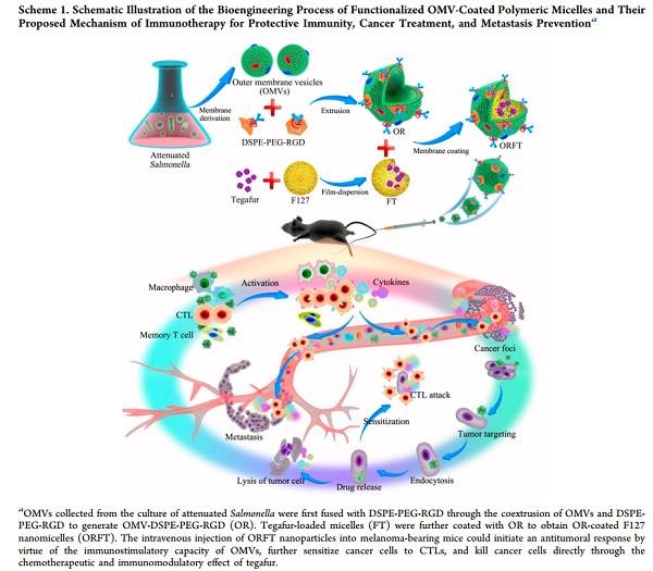 细菌外膜囊泡纳米药物用于肿瘤免疫治疗及肿瘤转移预防