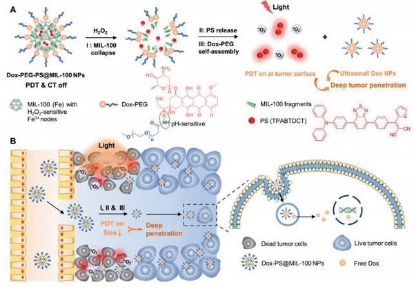 Dox-PEG-PS@MIL NPs具有肿瘤激活的光敏作用和尺寸转变特性的纳米药物