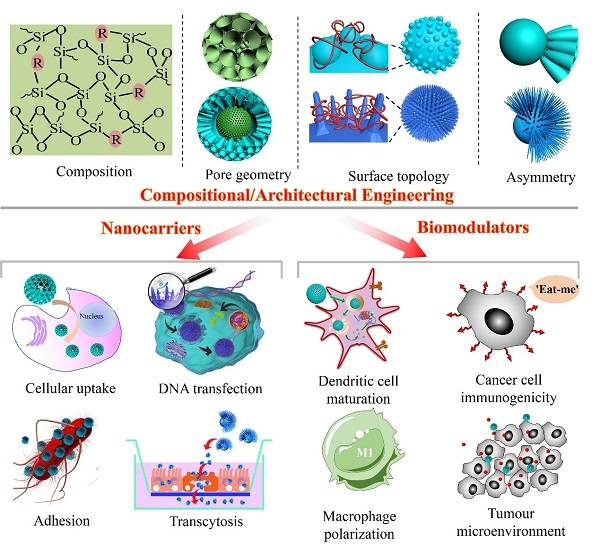 二氧化硅基纳米颗粒：从纳米载体到生物功能调节剂