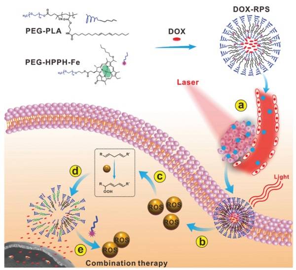 光动力-化学动力级联反应用于有效的药物输送和增强的联合疗法