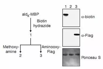 生物素化试剂——羰基反应性生物素化试剂