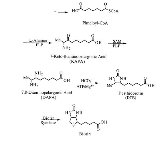 试剂家总结生物素性质及其合成
