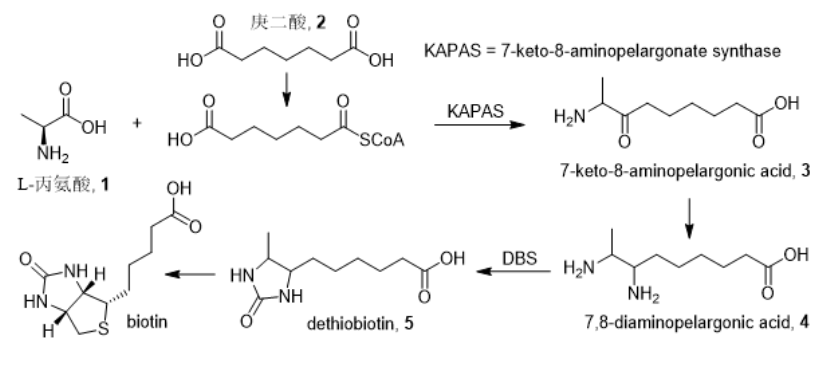 试剂家——生物素的发现过程及其合成