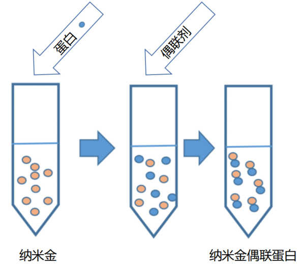 纳米金偶联试剂盒（还可提供磷脂/荧光染料/HRP标记偶联试剂盒）