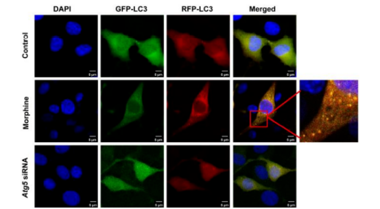 试剂家-荧光标记物质蛋白的功能应用