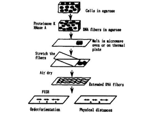 荧光素直接标记核酸探针-FITC-dUTP
