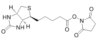 (+)生物素-N-琥珀酰亚胺基酯;35013-72-0;Biotin NHS (+)生物素-N-琥珀酰亚胺基酯;35013-72-0;Biotin NHS